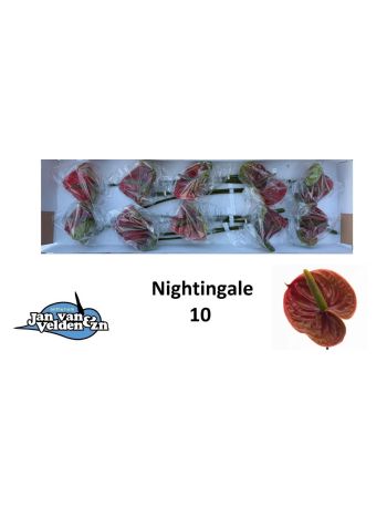 ANTH A NIGHTINGALE *10