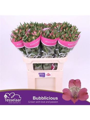 ALSTR BUBBLICIOUS