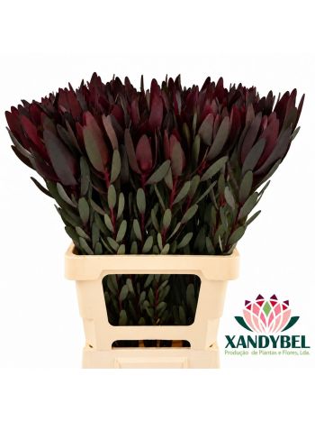LEUCAD SAF SUNSET 70CM