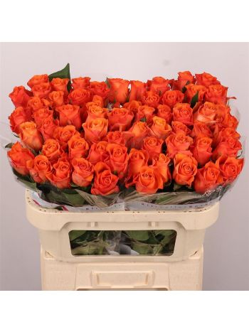R GR ORANGE WAVE 70CM
