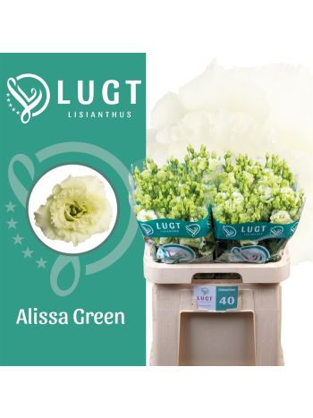 EUS G ALISSA GREEN