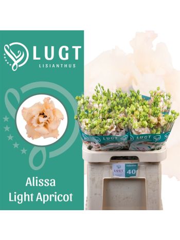 EUS G ALISSA L APRIC