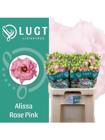 EUS G ALISSA ROSE PI