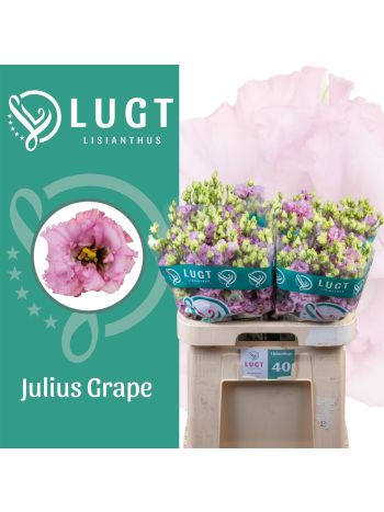 EUS G JULIUS GRAPE