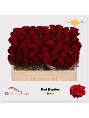 R GR5  R. RED BENTLEY