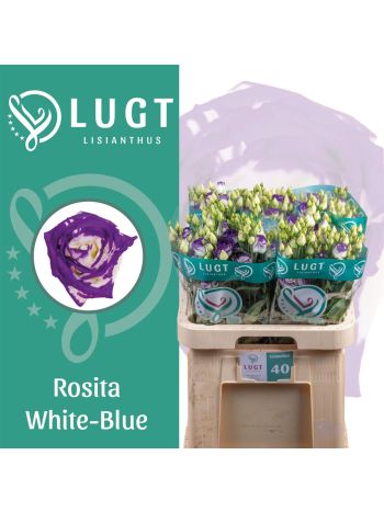 EUS G ROSI BLUE PICO