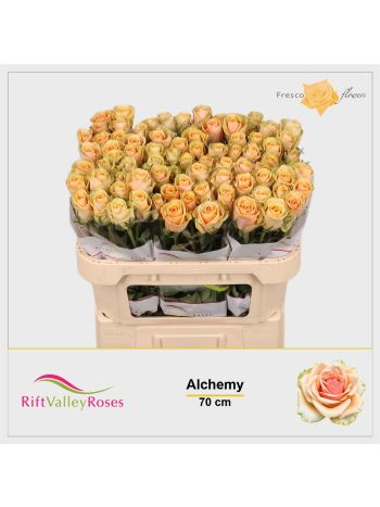 R GR ALCHEMY 70CM