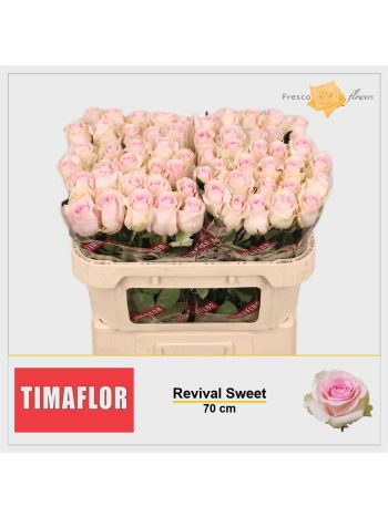 R GR REVIVAL SWEET 70CM
