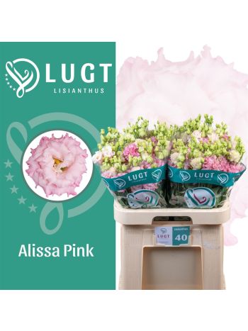 EUS G ALISSA PINK *40