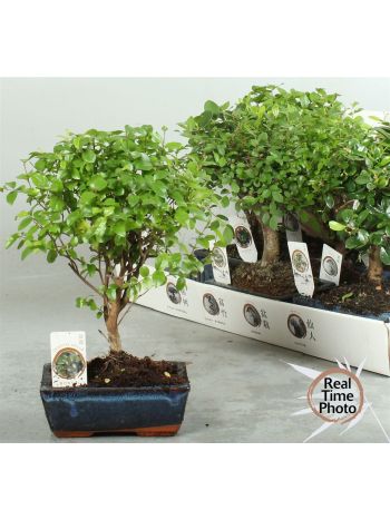 BONSAI GEM