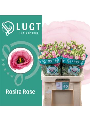 EUS G ROSI ROSE PINK