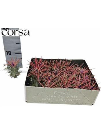 TILL AIRPLANT