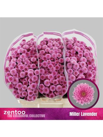 CHR SAN MILLER LAVENDE