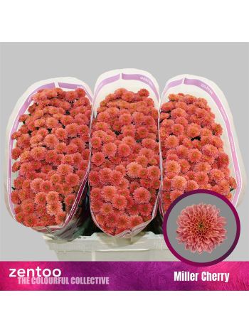 CHR SAN MILLER CHE RED