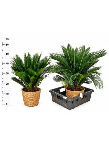 CYCAS REVOLUTA FONOTT KASPÓS