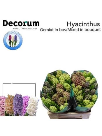 HYAC GEM 5 KLEUREN