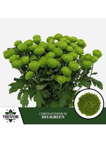 CHR T DELIGREEN