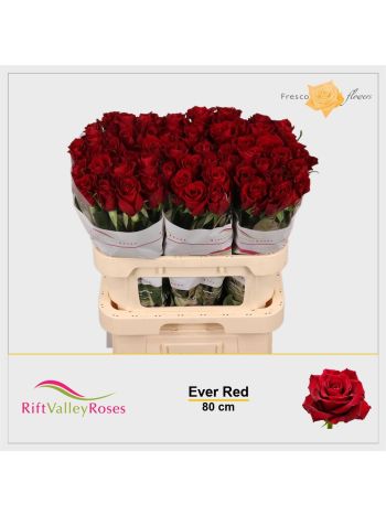 R GR EVER RED 80CM