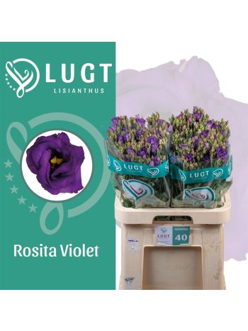 EUS G ROSI VIOLET