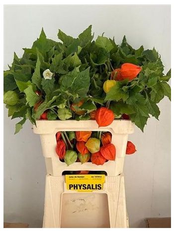 PHYSALIS LAMPION TAK