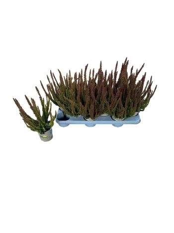 CALLU SKYLINE GEM