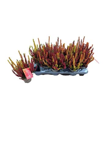CALLU BL TWIN SYM GP