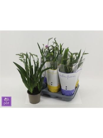 FREESIA MIX