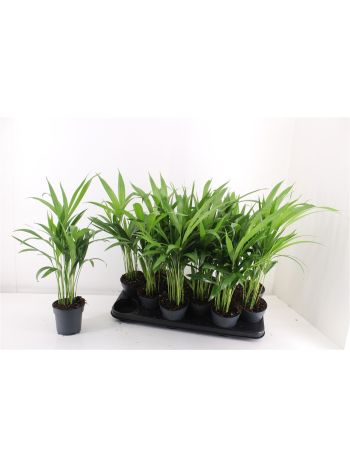 DYPSIS LUTESCENS
