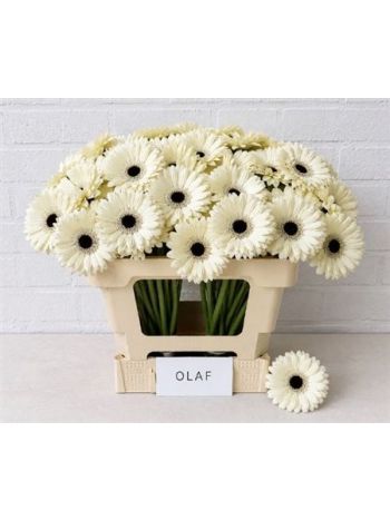 GE MI OLAF