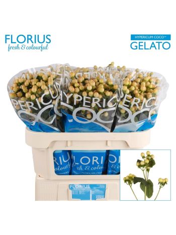 HYP COCO GELATO 70CM