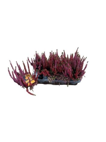 CALLU BS BEAUTYB GP