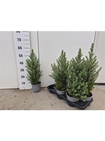 PICEA GL CONICA