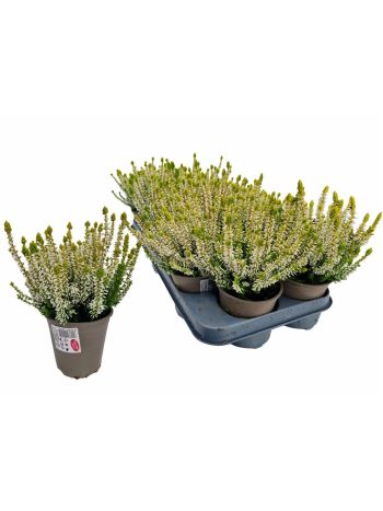 CALLU GG AURICA