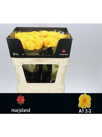 R GR PALMARES! 70CM *60