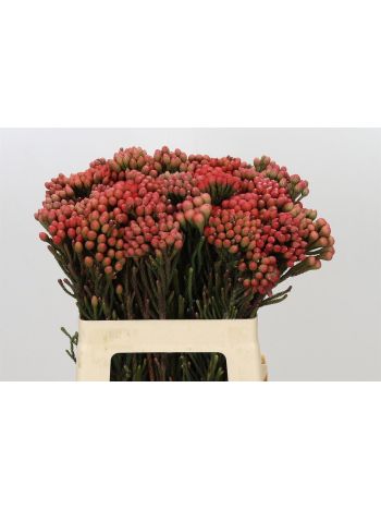 GYPS EC XLENCE OV KLB H% - PASTEL RAINBOW