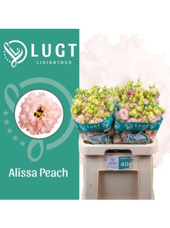 EUS G ALISSA PEACH