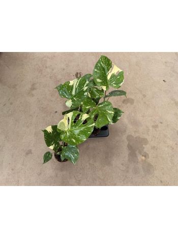 MONSTERA DEL THAI CO