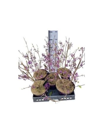 CALLIC BO PROFUSION