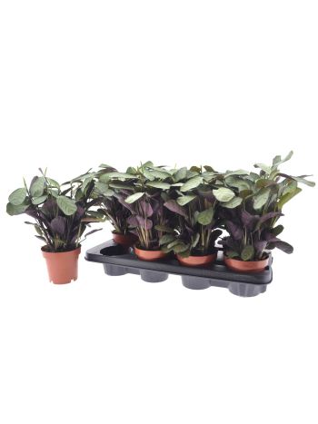 CTENANTHE AMAGRIS