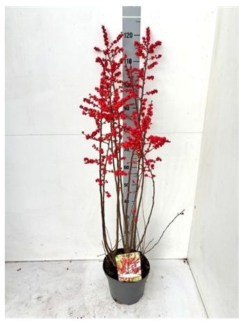 ILEX VERTICILLATA RED