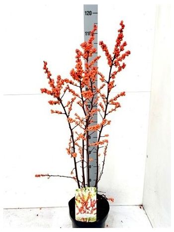ILEX VERTICILLATA ORANGE