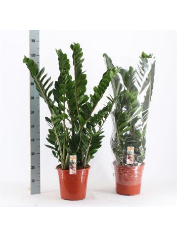 ZAMIOCULCAS ZAMIIFOL