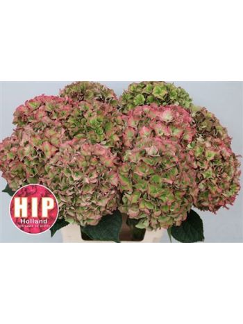 HYDR M RODEO CL 60CM