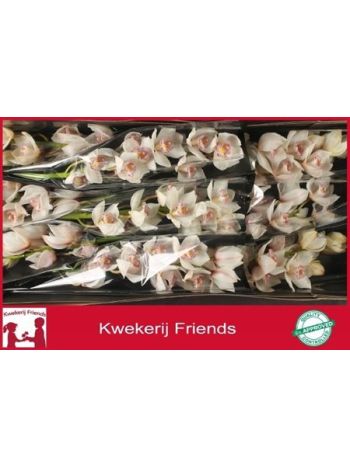 CYMB T *9 NOORDERLICHT - WHITE