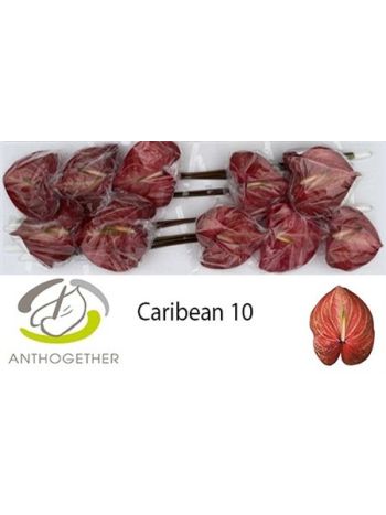 ANTH A CARIBEAN *10