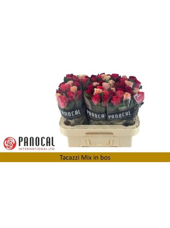 R GR TACAZZI GEM 60CM