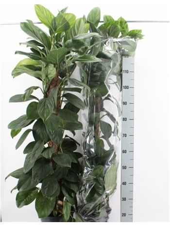 MONSTERA MOHAKARÓS