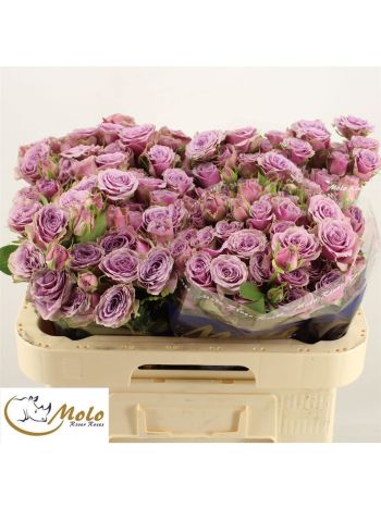 R TR PURPLE SKY 60CM