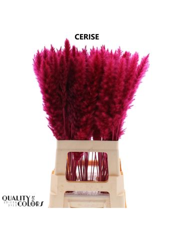 CORTA SELLOAN OV KLB H% - CERISE
