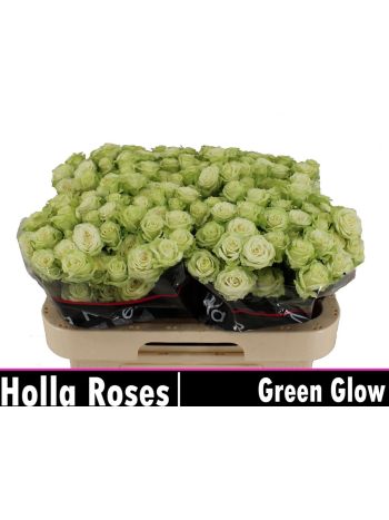 R TR GREEN GLOW 60CM